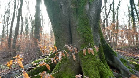 mossy woodland forest tree trunks, sunshine shining emerging from tree dolly left