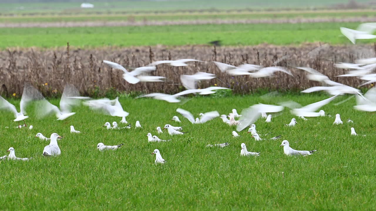 diversidad de gaviotas, alimentándose y volando en un prado, texel, países bajos