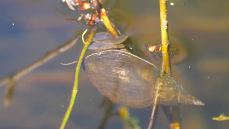 close up shot of basommatophora snail relaxing underwater during sunny day in lake