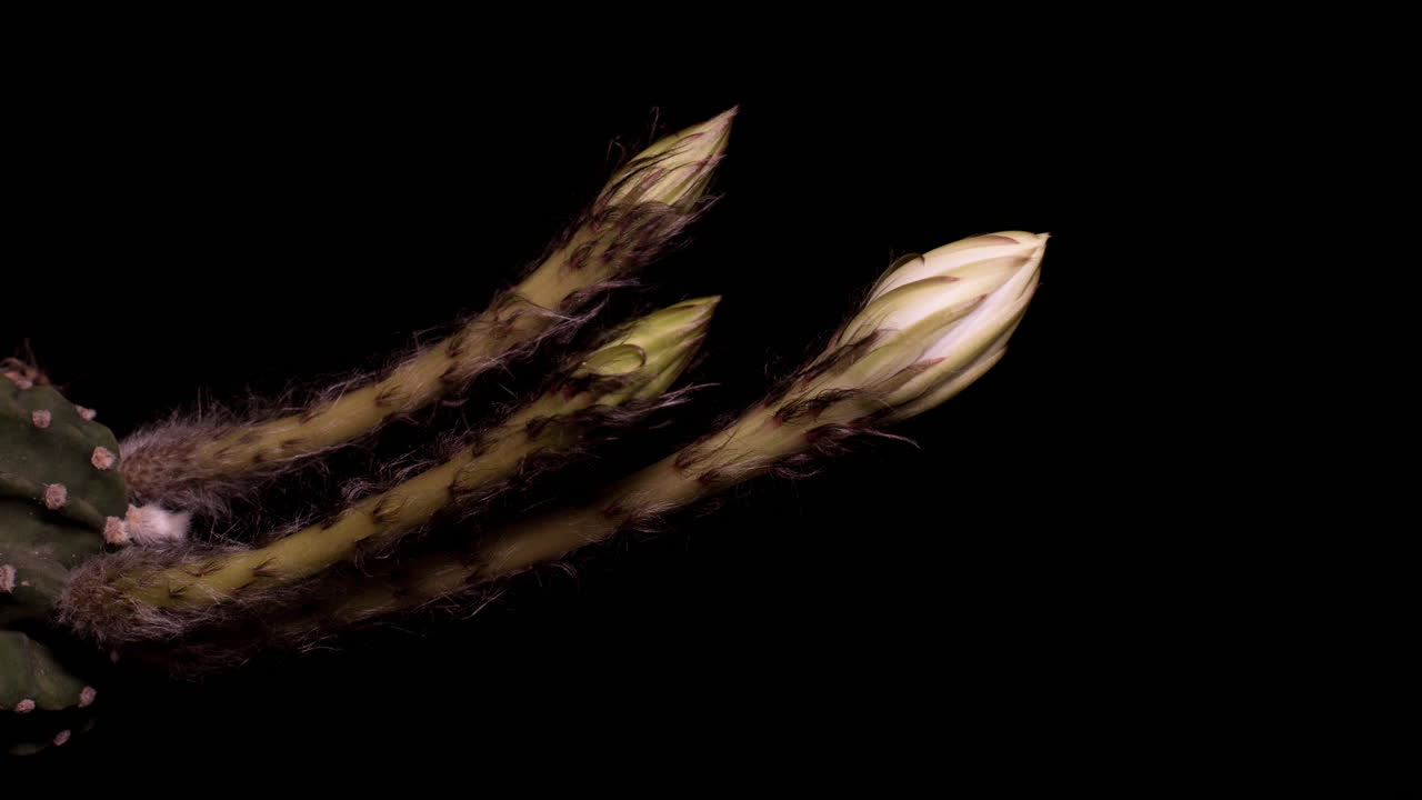 flor de cactus echinopsis florecen en el fondo negro