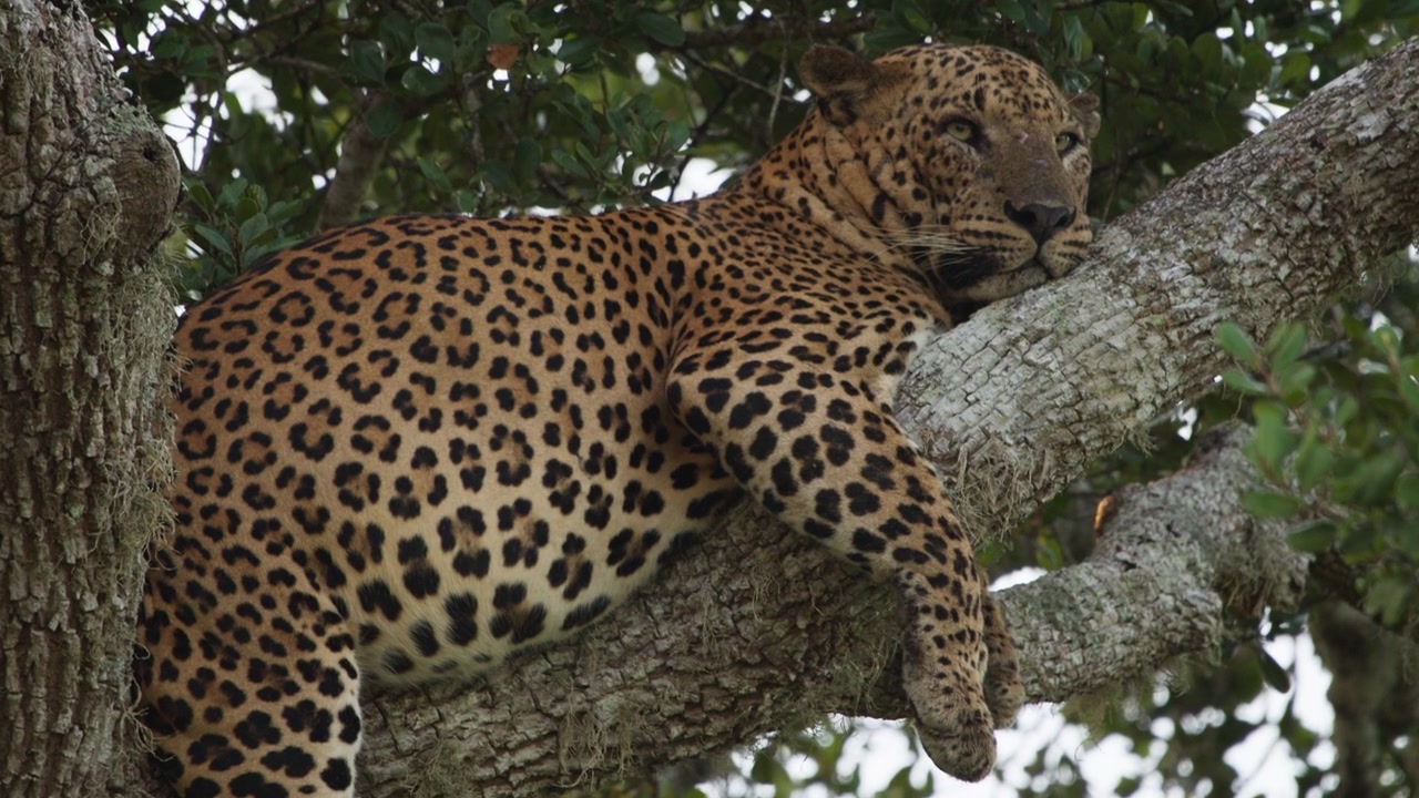 Ein Sri-Lanka-Leopard ruht auf einem Ast in einem tropischen Wald und zeigt natürliches Wildtierverhalten.