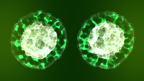 cell division, mitosis 3d animation with green tone