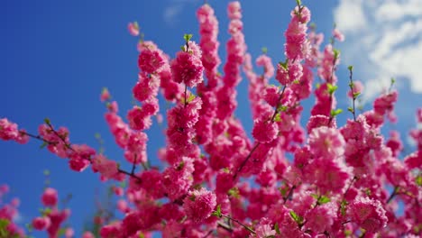 pink blossoms against a blue sky