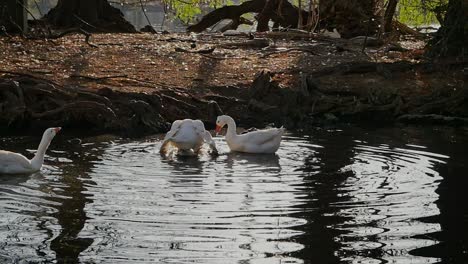 duck kicks another while mating at a lake, slow motion