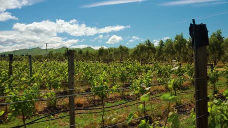 toma de seguimiento de un viñedo de color verde en nueva zelanda