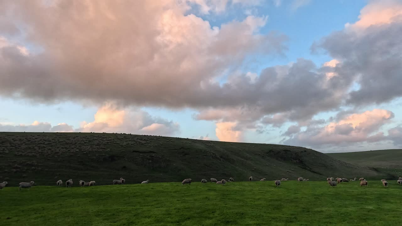 해가 지는 동안 언덕에서 양들이 먹이를 먹고 있다
