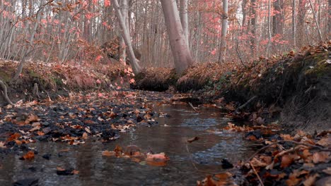 forest river in the fall