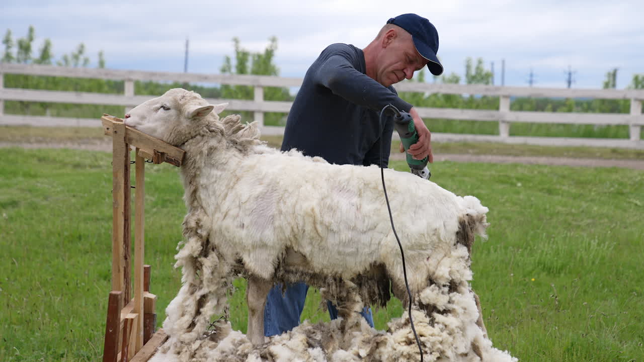 Man on farm sheers sheep. Shearers cutting wool at sheep ranch