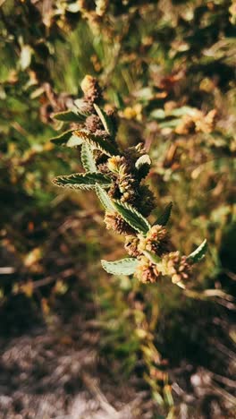 close-up of a plant with small flowers and leaves