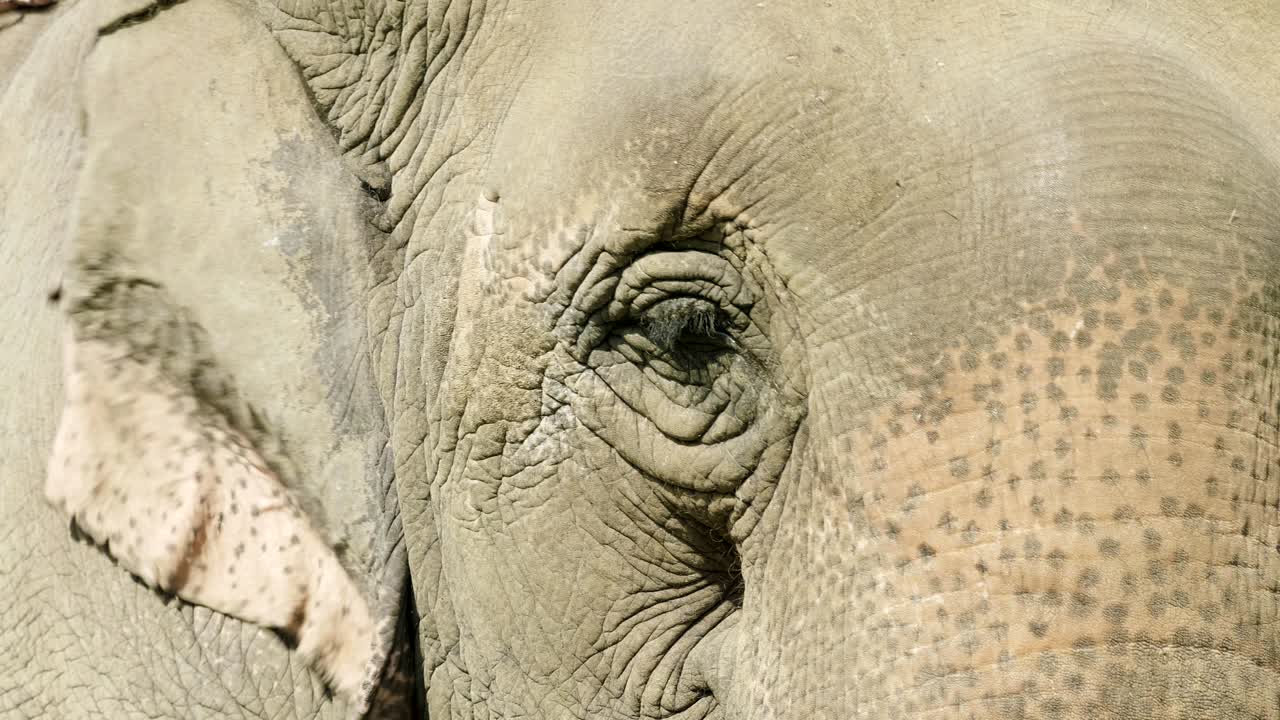 cara de elefante en el parque nacional de chitwan, nepal.