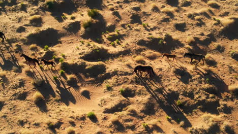 vista de un dron de caballos salvajes en arizona