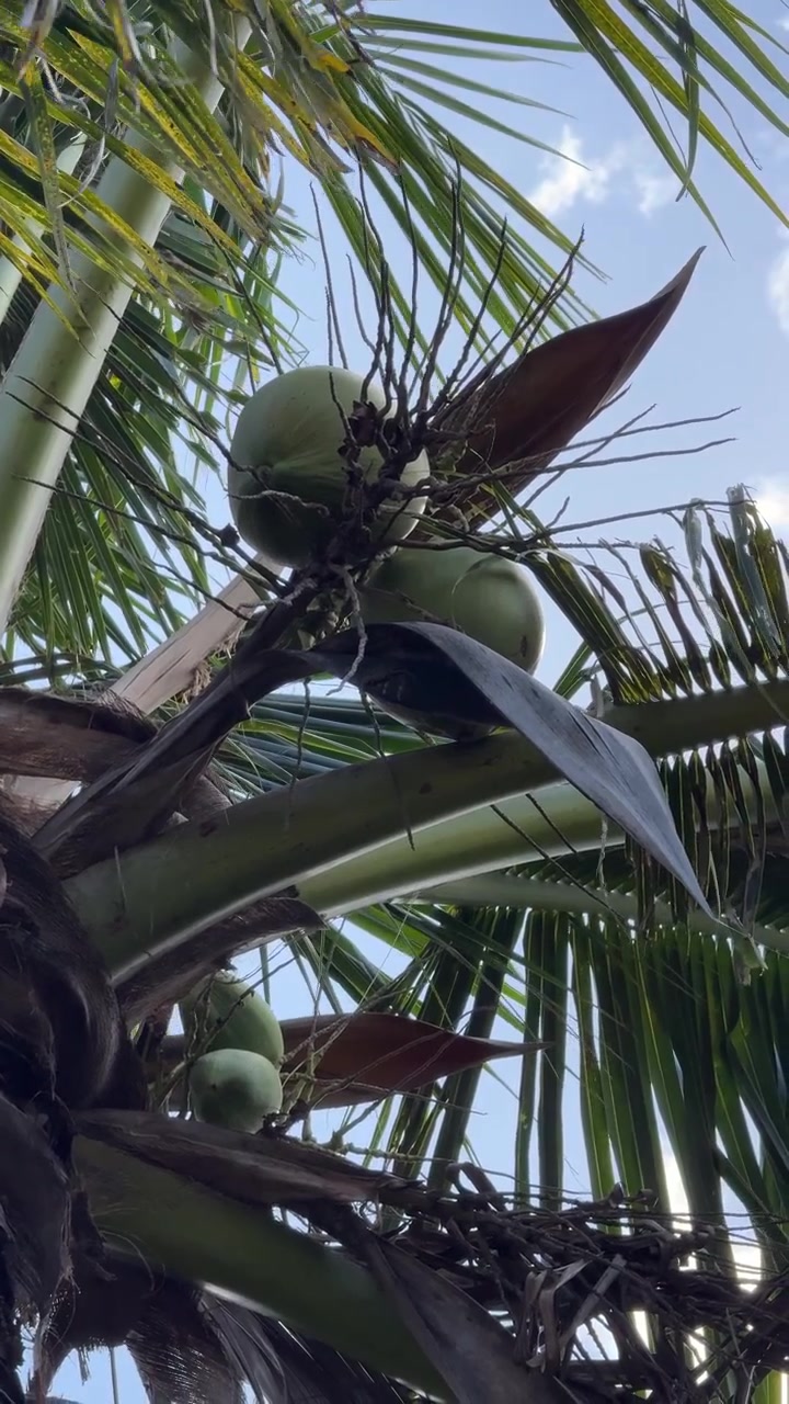 Green Coconuts Growing on a Tropical Palm Tree