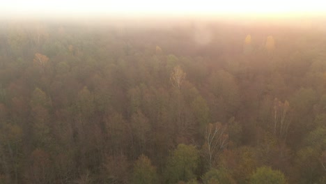 Cepkeliai-reserve,-the-largest-area-of-untouched-nature-in-Lithuania,-is-a-glorious-wet-wilderness-of-bogs,-black-alder-swamps,-Cladinoso-callunosa-forest-and-lakes