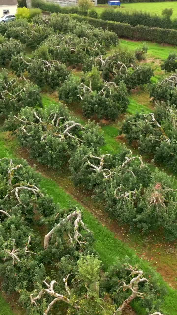 Reversing social ratio 60FPS aerial of a cider field in County Antrim in Northern Ireland. Produced in 1080x1920 with broadcast ready Rec709 color