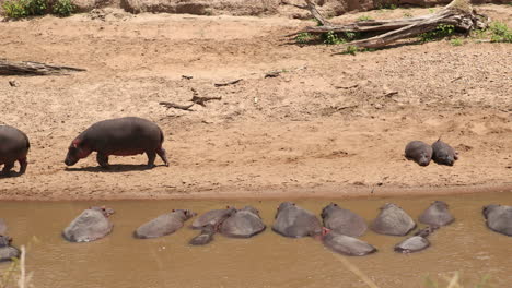 herd of hippos in water sunbathing in masai mara, kenya