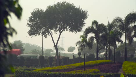 panning to the tall palm trees in the garden, traffic is going on the road at the back of the park, an electric high voltage poll at the back