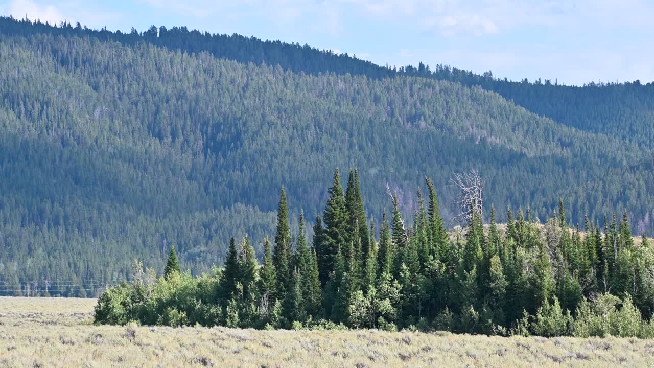 Amplia llanura cubierta de hierba con árboles de hoja perenne y colinas boscosas al fondo en el Parque Nacional Grand Teton.