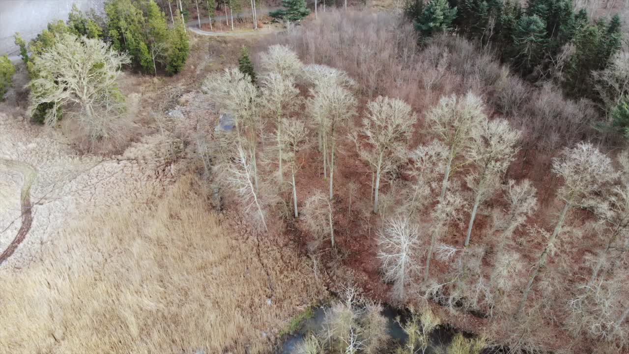 Drone video of a forrest in the winter. Winter trees.