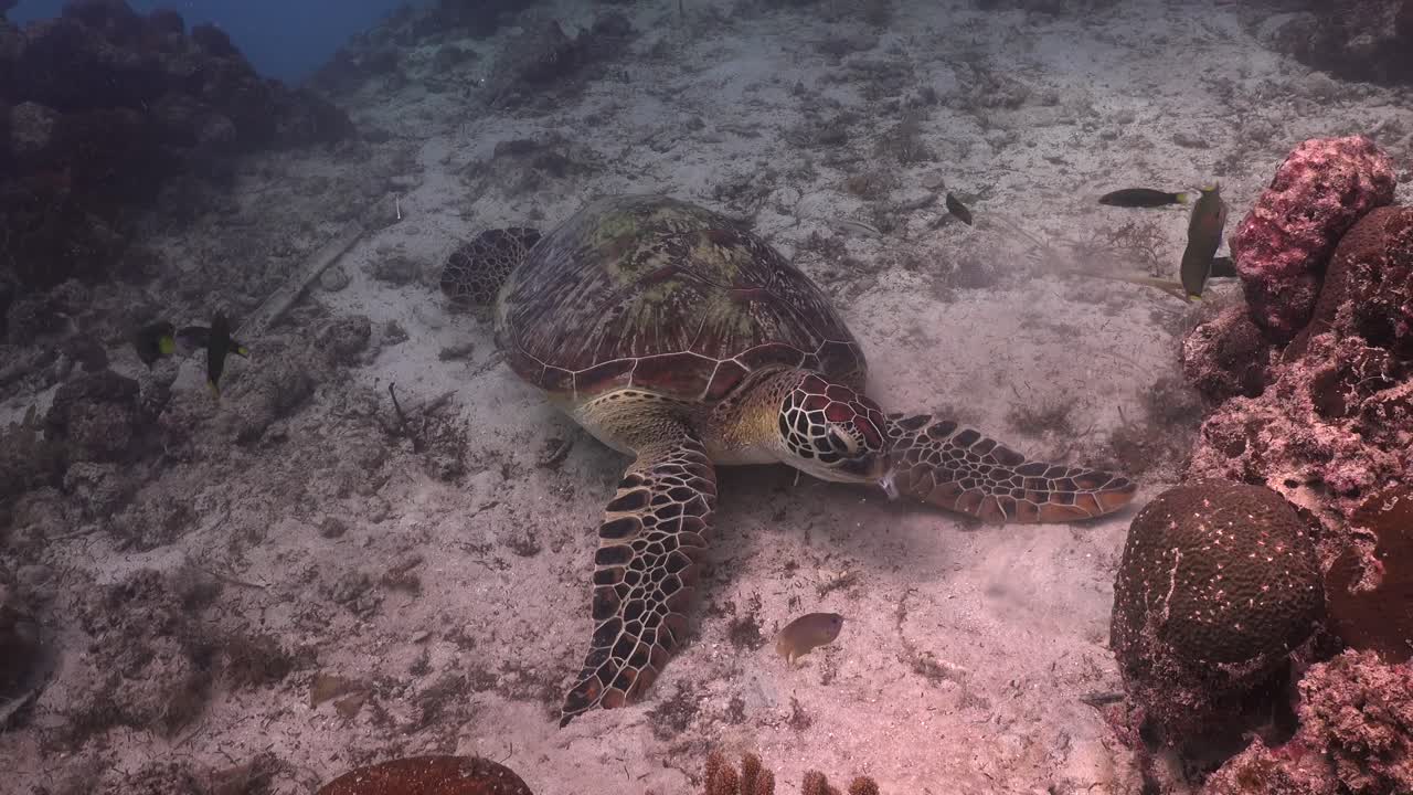 Green turtle feeding on sardine