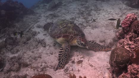 green turtle feeding on sardine