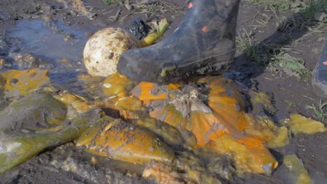 orange pumpkins being squashed into mud by wellie boot in sunshine