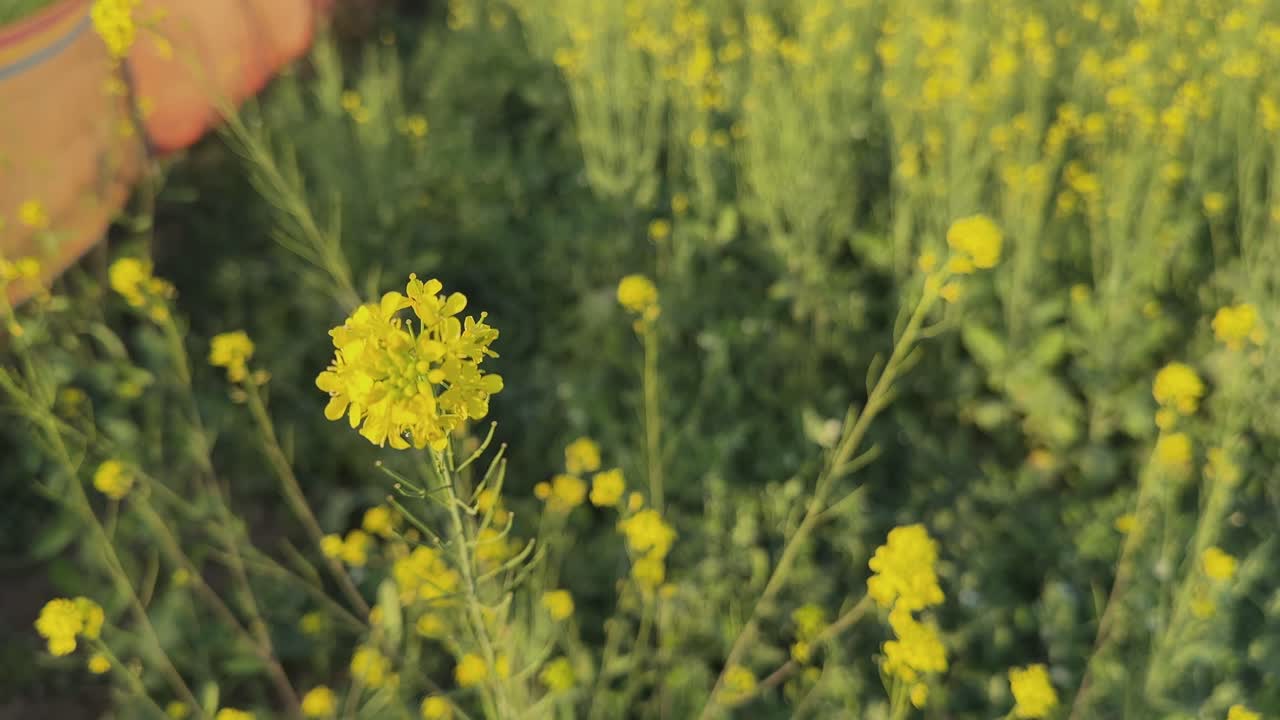 Static closeup shot of delicate yellow mustard flowers blooming in green field, shallow depth of field creating soft background blur with warm natural daylight