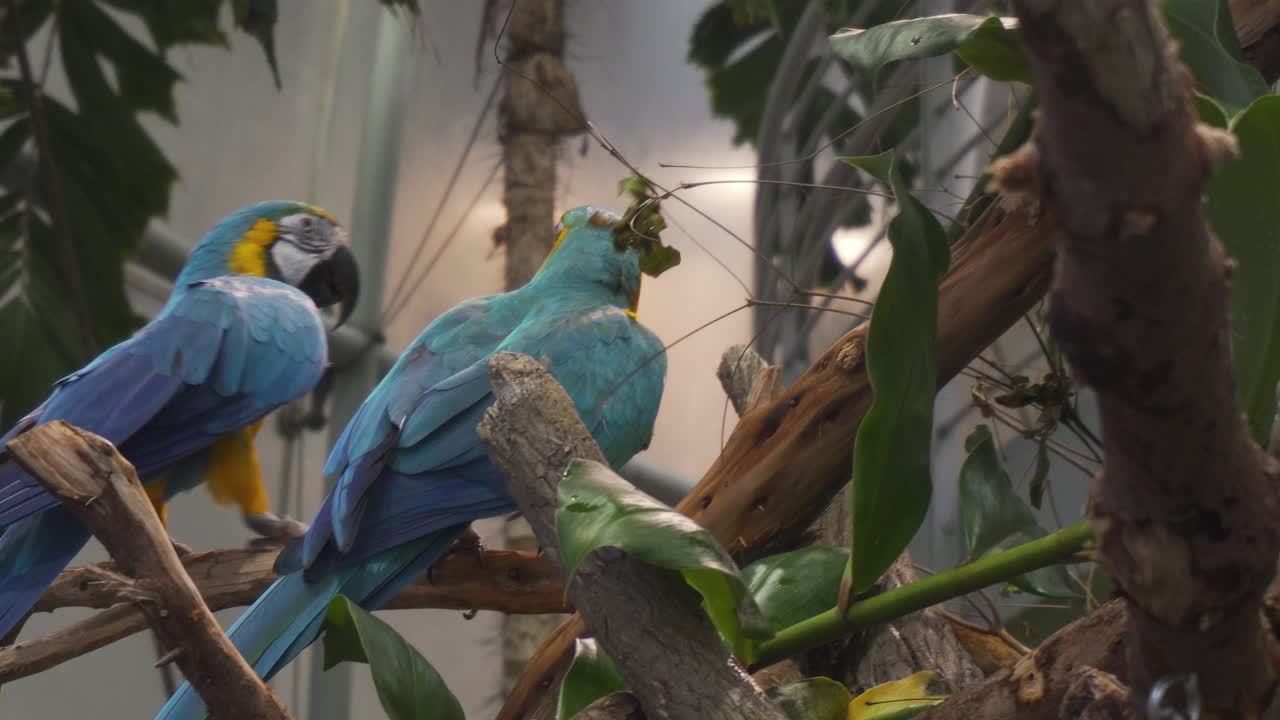 primer plano de dos hermosos loros de colores sentados en una rama de árbol y jugando entre ellos en la selva tropical en la academia de ciencias en san francisco california