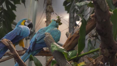 close up shot of two beautiful colored parrots sitting on a tree bough and playing with each other in the tropical rainforest at the academy of sciences in san francisco california