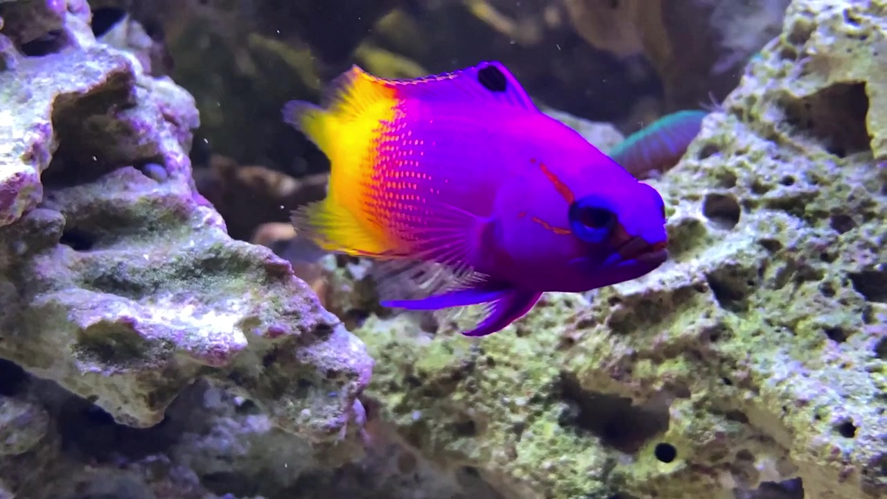 Royal Gramma swimming in place in front of coral reef, close up.
