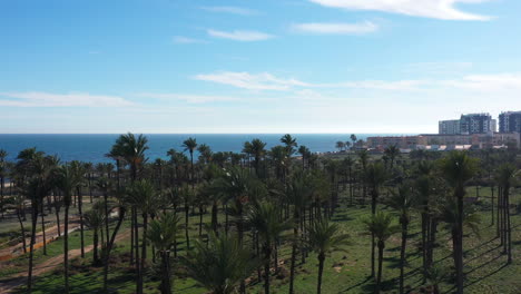 Palmeras-A-Lo-Largo-De-La-Costa-Del-Mar-Mediterráneo-En-España-Edificios-Con-Vista-Aérea