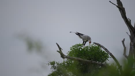 secretary bird nesting at the top of a leafy green tree with a blurred foreground of foliage