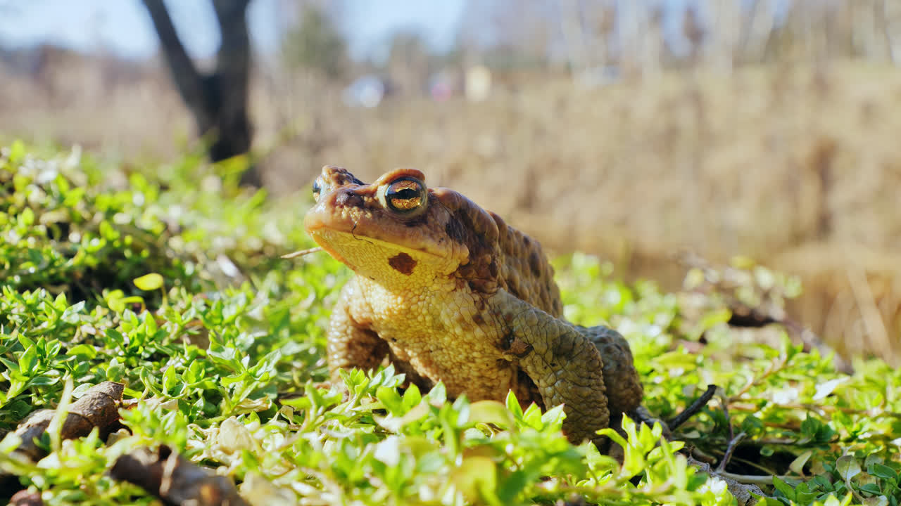 Slow motion of toad resting in sun on fresh green grass after long hibernation