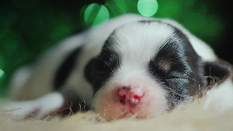 newborn puppy sleeps against a backdrop of christmas decorations 02