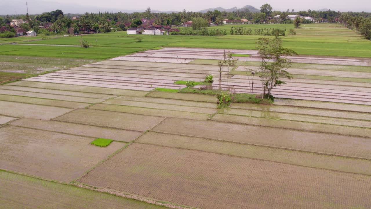 Persawahan Yogyakarta dengan petani yang sedang bekerja