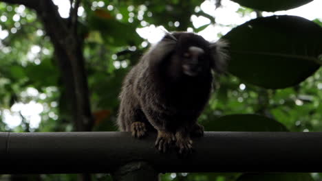 shadowy still shot of marmoset monkey sitting on a branch and looking around
