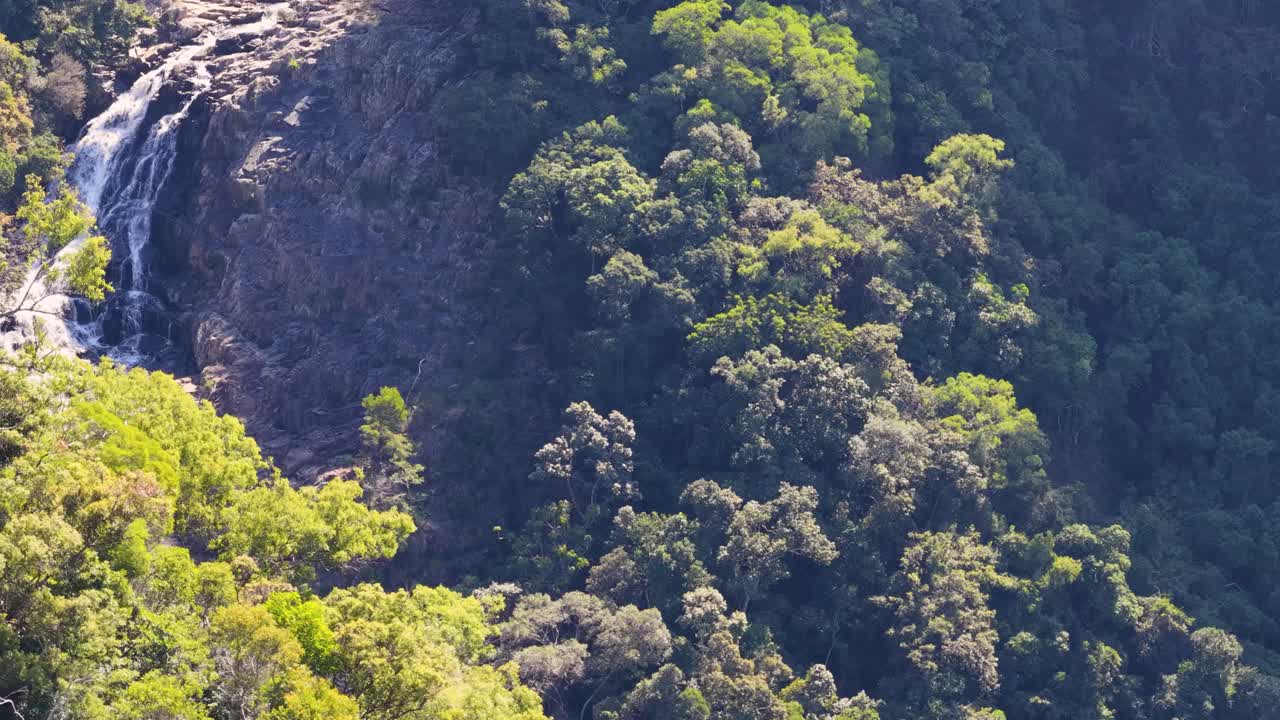 Drone footage captures a lush rainforest with a cascading waterfall, highlighting vibrant greenery and natural beauty in Port Douglas, Australia