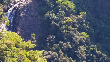 drone footage captures a lush rainforest with a cascading waterfall, highlighting vibrant greenery and natural beauty in port douglas, australia