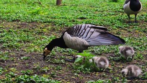 Female-duck-with-her-ducklings-Searching-For-Food-In-Grassy-Land