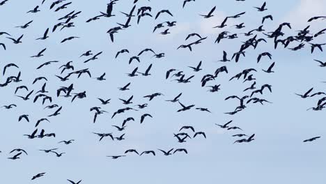 A-large-flock-of-white-fronted-geese-albifrons-on-winter-wheat-field-during-spring-migration