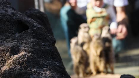 meerkats observed at melbourne zoo exhibit