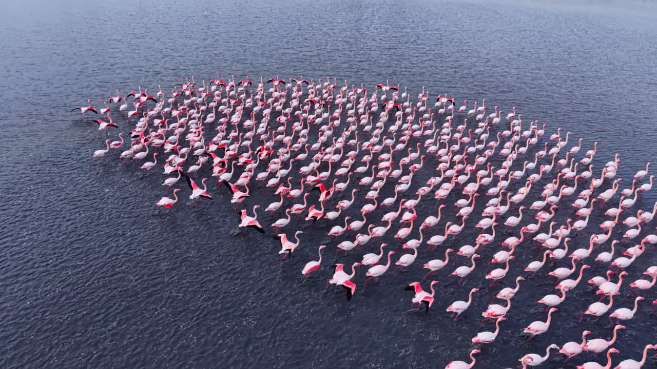 Des flamants roses se rassemblent gracieusement dans un lac scintillant au coucher du soleil, offrant un spectacle fascinant de plumage rose et d’interaction sociale.