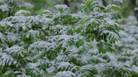 snowfall on green spring leaves. the non-punishability of weather and climate change on planet earth.