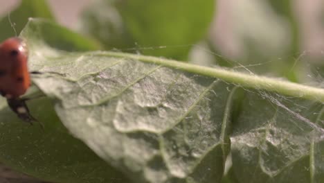 ladybird escapes from cobweb