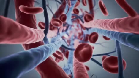 a detailed exploration of blood vessels: a stunning look inside the human circulatory system showcasing the interplay between arteries and veins with flowing blood cells