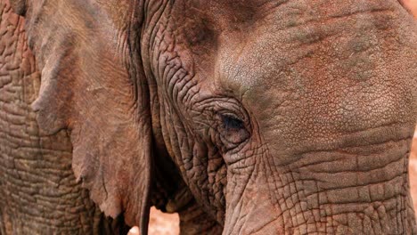 close-up profile of an african elephant in kenya, aberdare national park, east africa