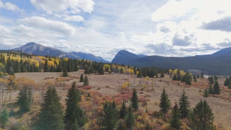 A-forest-of-evergreen-and-deciduous-trees-begins-from-a-grassy-field-in-the-Ya-Ha-Tinda-valley-with-the-Rocky-Mountains-on-all-sides