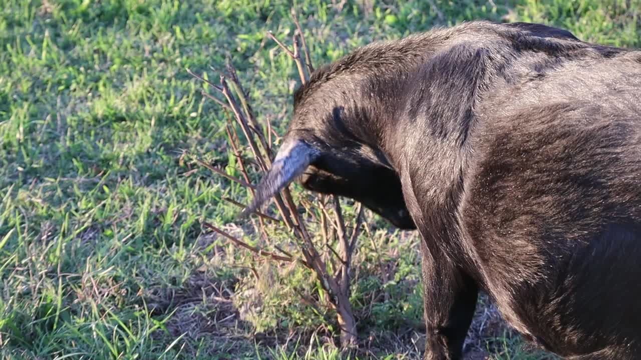 A goat using a plant to rub it's horns up against