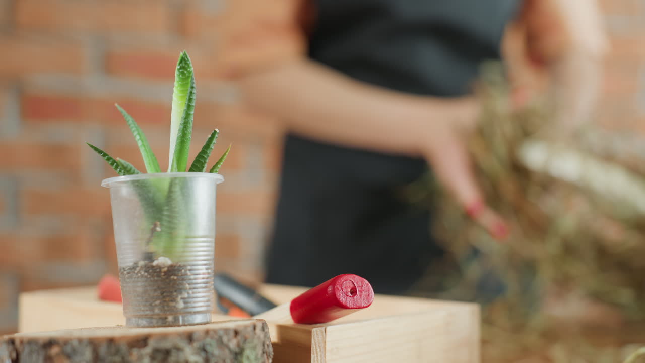 Closeup succulent plant in transparent plastic cup filled with soil placed on wooden surface near red handled tool, blurred person arranging natural material in background against rustic brick wall