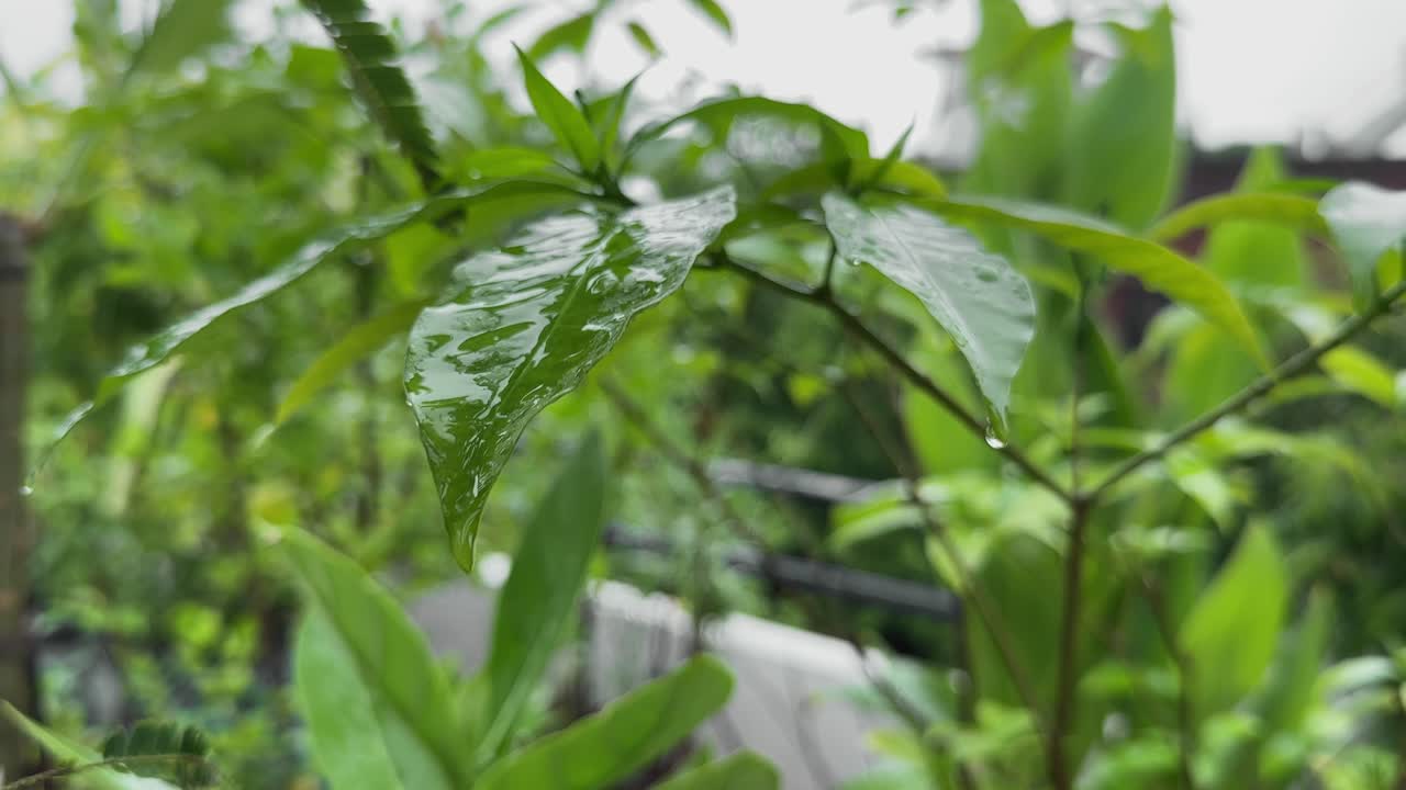 Extream closeup of Raindrops cling to vibrant green leaves, one sliding down to fall from the tip