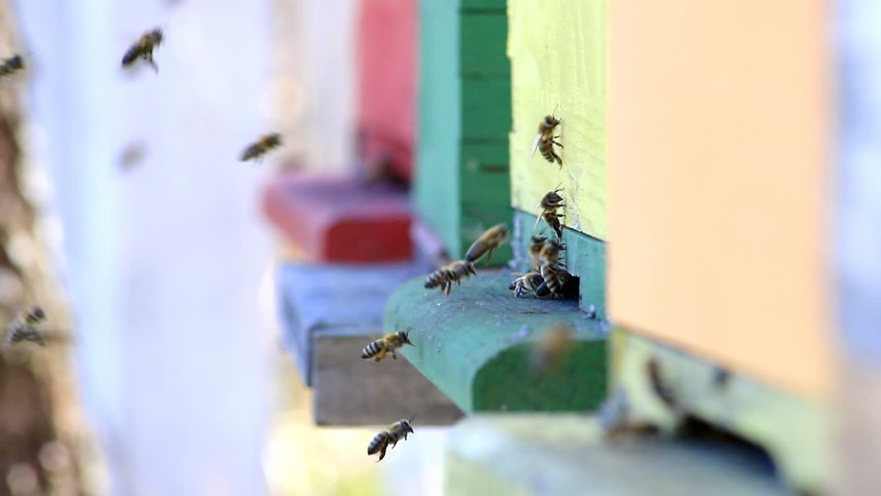 꿀벌은 슬로우 모션으로 벌집에서 안팎으로 날아갑니다.